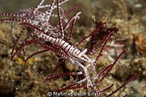 Crinoid shrimp walking. by Mehmet Salih Bilal 
